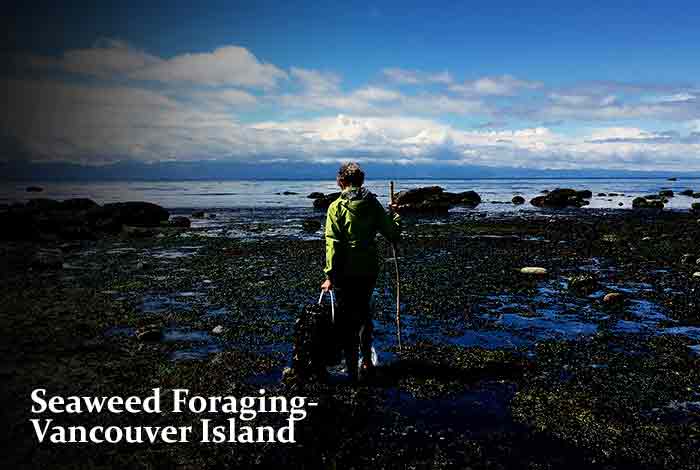 Seaweed Foraging – Vancouver Island