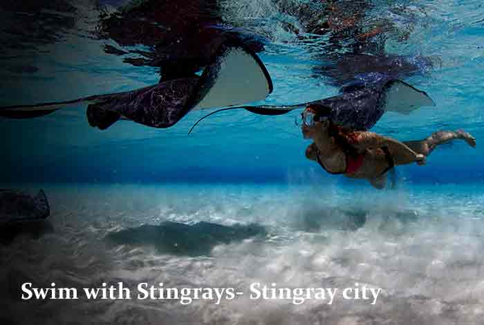 Swim with Stingrays – Stingray city