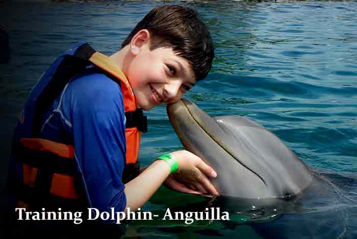 Training Dolphin – Anguilla