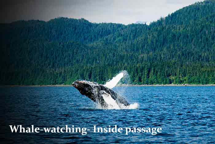  Whale-watching – Inside passage