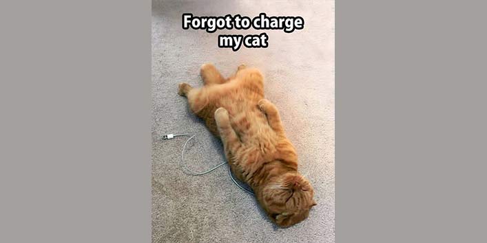 The Discharged Cat